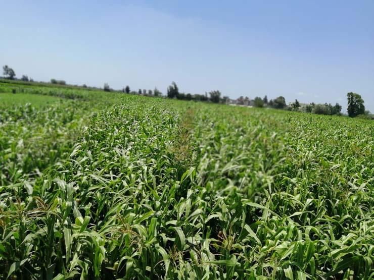  مدير بحوث المحاصيل يطمئن على حقول إنتاج تقاوي الذرة بالدقهلية
