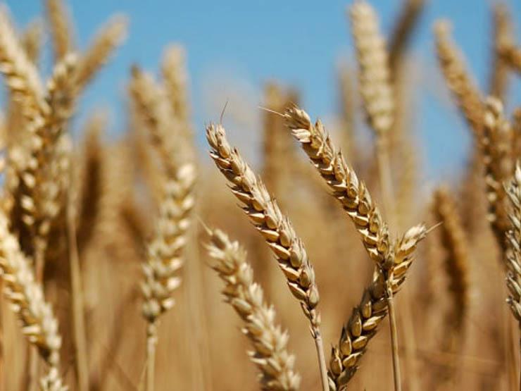  ننشر الخطة الكاملة لزراعة القمح.. ورئيس قطاع الإنتاج: البداية بـ1500 فدان