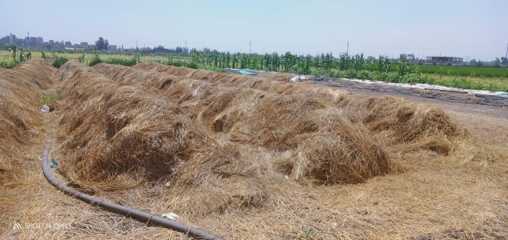 الزراعة والبيئة تطلقان منظومة جمع وتدوير قش الأرز في 6 محافظات 