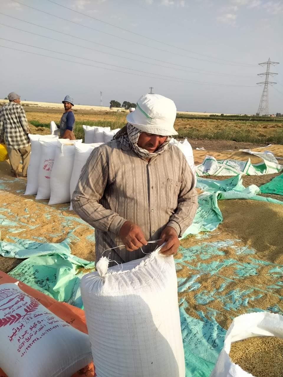 حصاد الأرز في بورسعيد