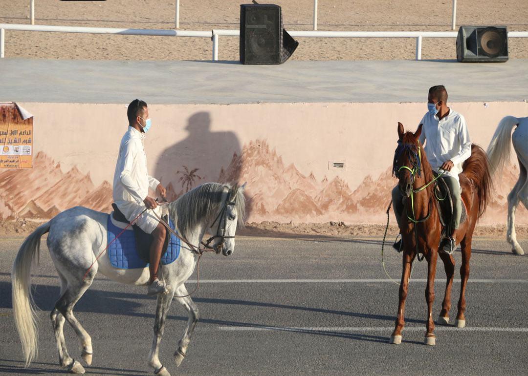 ختام مهرجان سباق الهجن