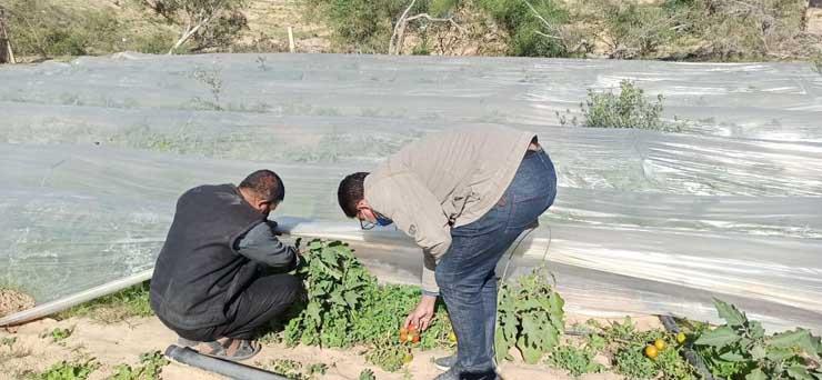 زراعة 10 آلاف شتلة لوز ومورنجا لتوزيعها مجانًا على مزارعي شمال سيناء