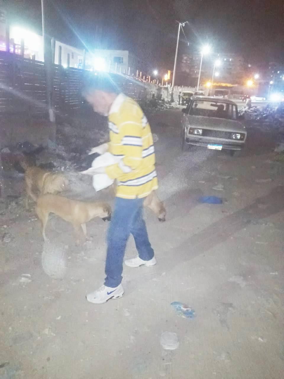 القضاء على الكلاب الضالة في الإسكندرية