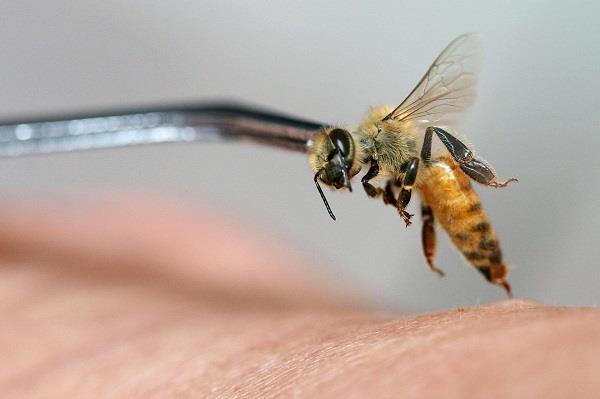 طريقة استخدام سم النحل 