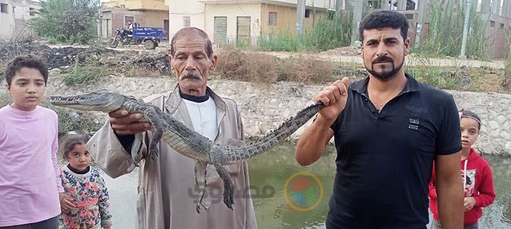 ظهور تمساح في نهر النيل بكفر الشيخ
