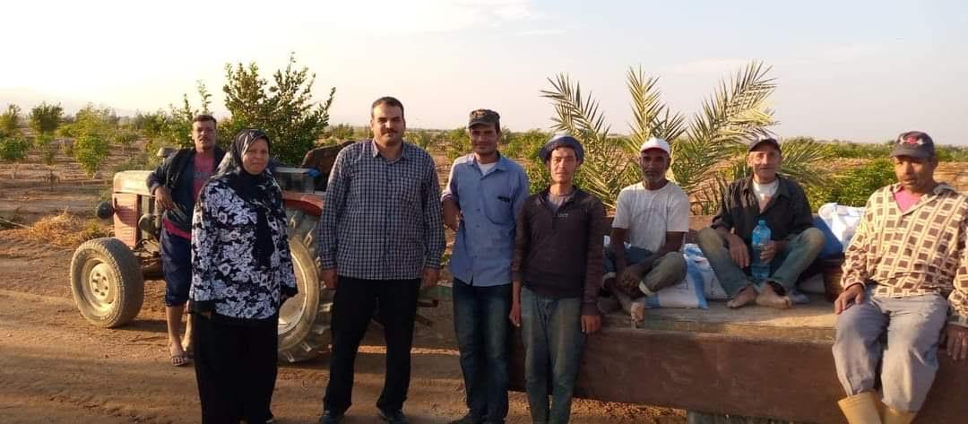 توزيع تقاوي القمح بالمجان على مزارعي جنوب سيناء