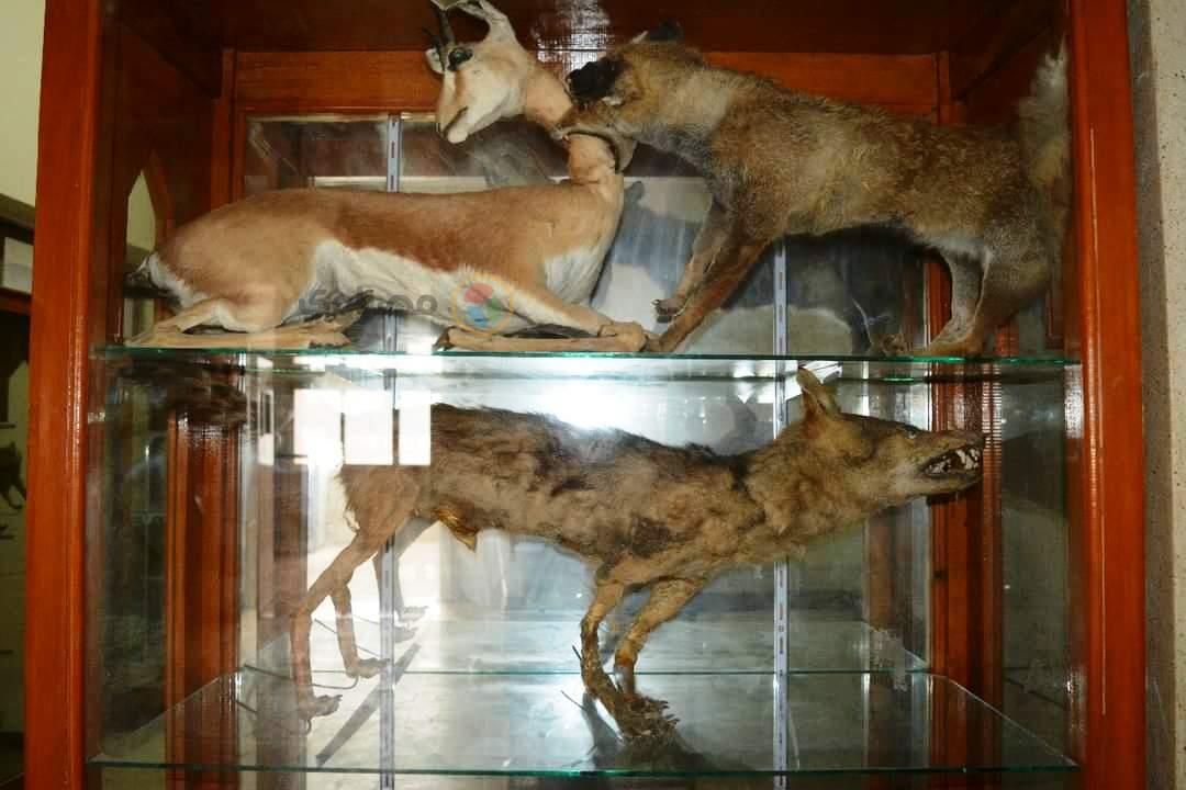 متحف قسم علم الحيوان كلية العلوم جامعة الازهر اسيوط  