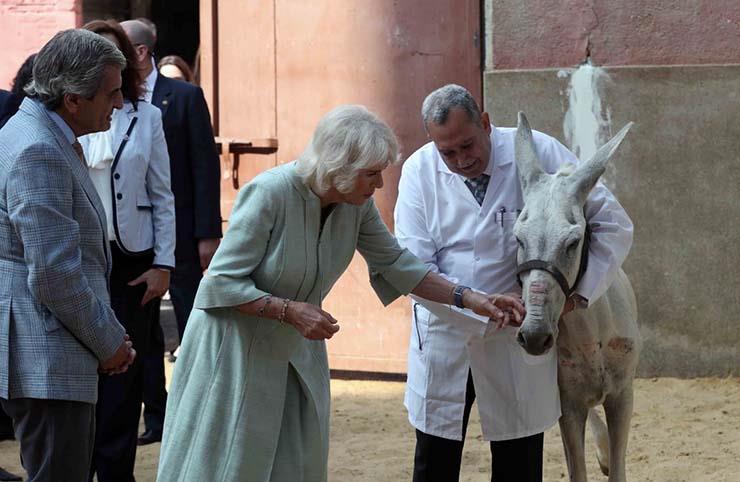 دوقة كورنوال تزور مستشفى بروك لعلاج الحيوان بالسيدة زينب (2)
