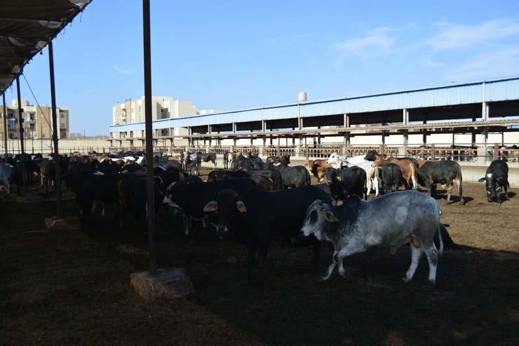 محافظ بورسعيد يتفقد محطة تسمين الماشية