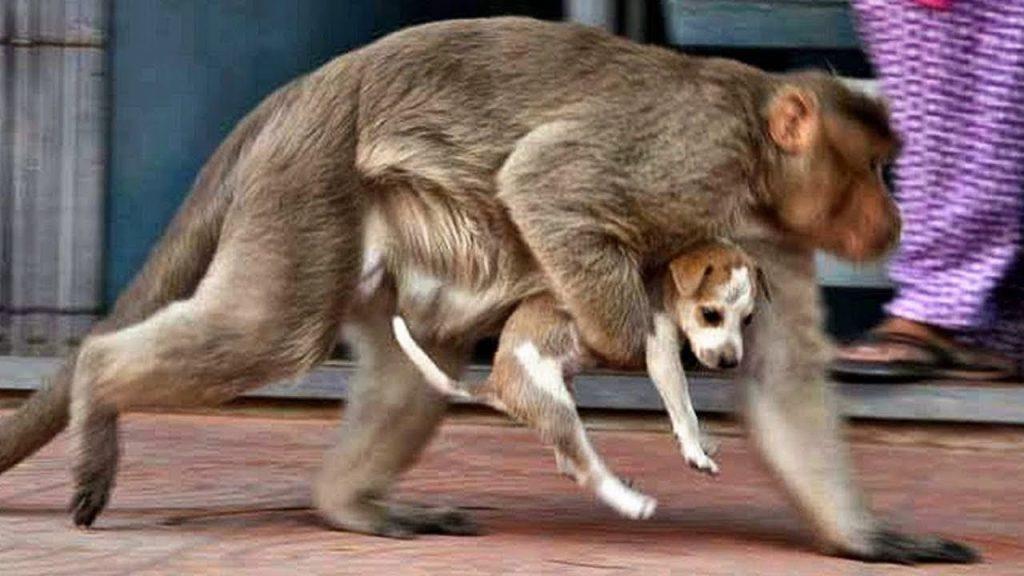 انتقام القرود من الكلاب