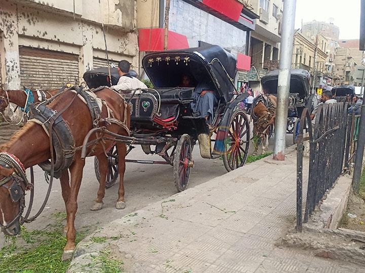 مواقف الحنطور العشوائية بالمنيا 