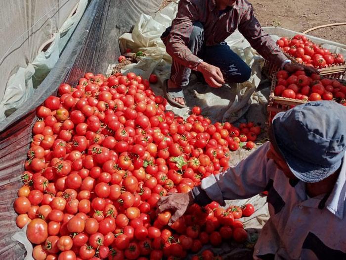 ارتفاع الكوسة.. أسعار الخضروات والفاكهة في سوق العبور اليوم 