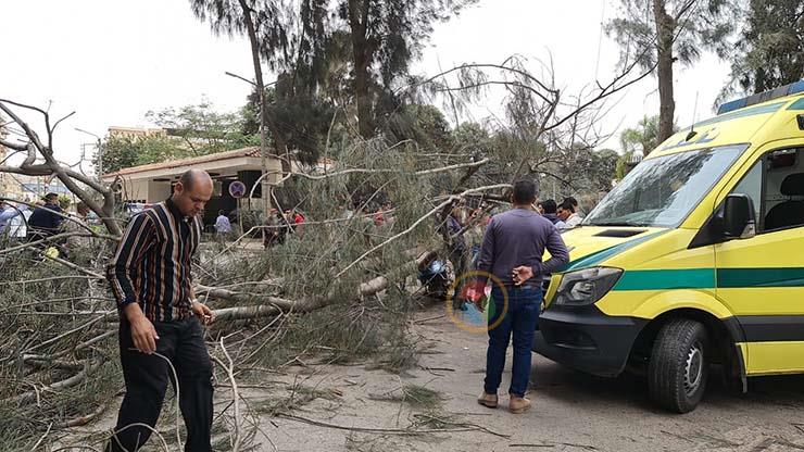 سقوط شجرة ضخمة من داخل استراحة محافظ الدقهلية 