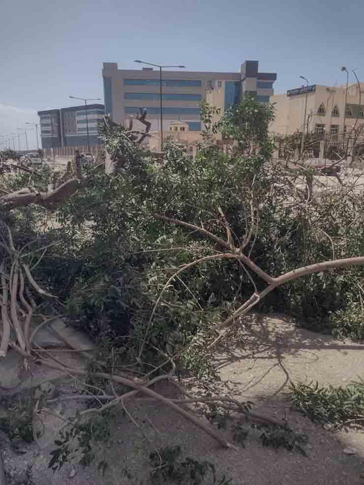 سقوط شجرة كبيرة بسبب الرياح الشديدة في بورسعيد