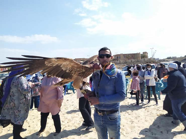 عروض الطيور الجارحة على شواطئ بورسعيد