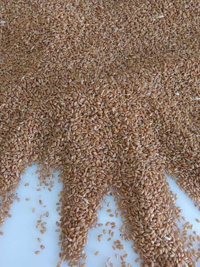 جوده القمح المورد لصوامع السويس 