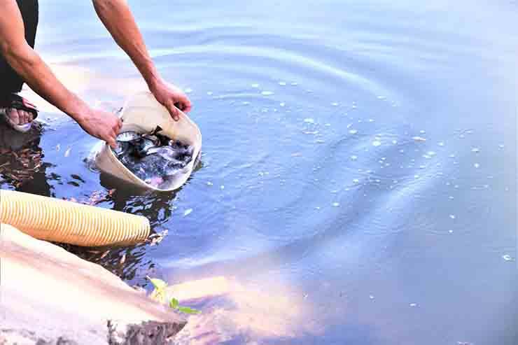 محافظ الغربية يشهد إلقاء ٤ ملايين زريعة سمك في قناة طنطا الملاحية 