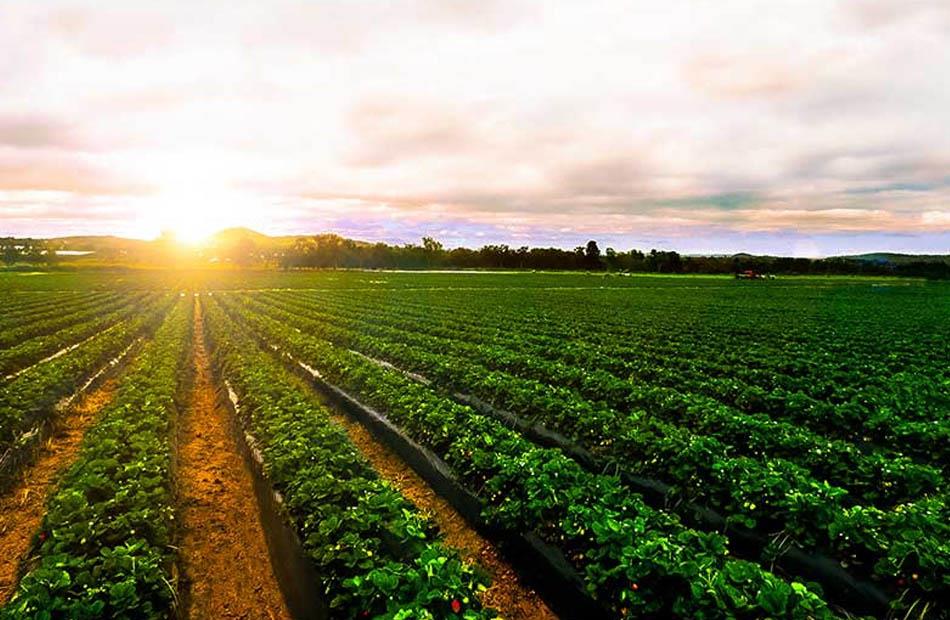 مسؤول بـ"الزراعة": الموسم الشتوي المقبل يشهد باكورة إنتاج مشروع الدلتا الجديدة