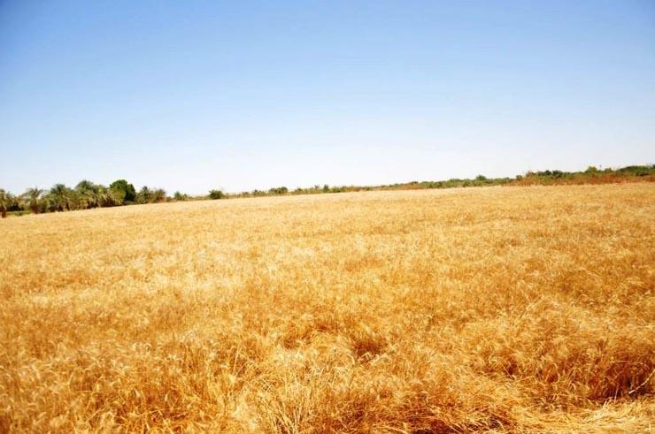 متى تحقق مصر الاكتفاء بنسبة 80% من محصول القمح؟ الزراعة تجيب متى تحقق مصر الاكتفاء بنسبة 80% من محصول القمح؟ الزراعة تجيب