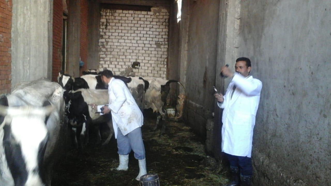 تحصين الماشية في الإسكندرية 