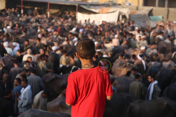 زحام بسوق بطرس للمواشي في أوسيم لشراء أضاحي العيد