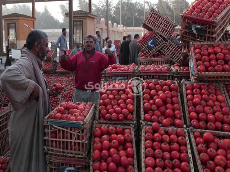  كيلو الطماطم بـ10 جنيهات.. "الزراعة" تكشف أسباب ارتفاع أسعار الخضراوات كيلو الطماطم بـ10 جنيهات.. "الزراعة" تكشف أسباب ارتفاع أسعار الخضراوات