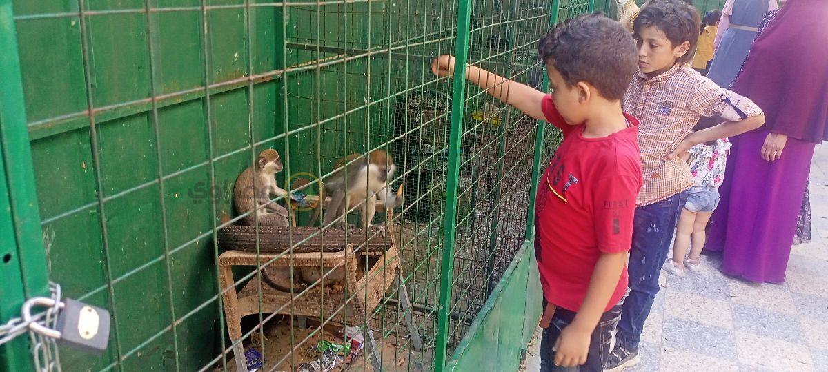 طفل يمد يده لاطعام القرد