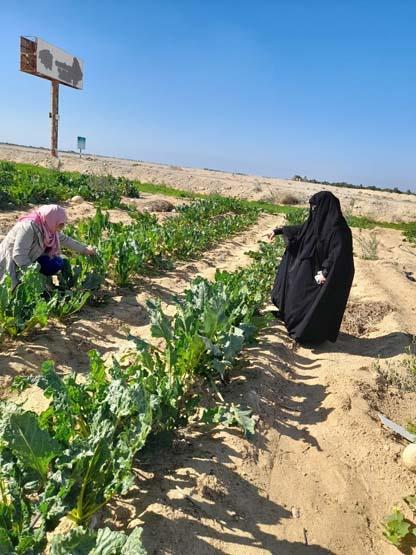 زراعة بنجر العلف (1)