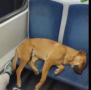  ركاب يتركوا كلبا نائم على مقعدين في حافلة مزدحمة للغاية