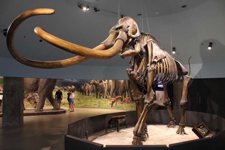 هيكل عظمي لفيل الماموث في متحف لوس أنجلوس