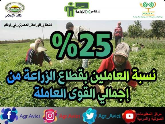 الزراعة: إجمالي المساحة المحصولية لمصر 17.5 مليون فدان