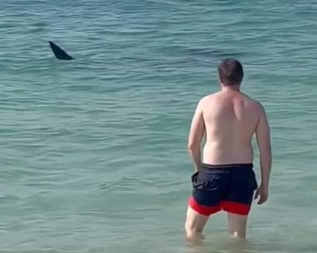 ظهور سمكة قرش على شاطئ