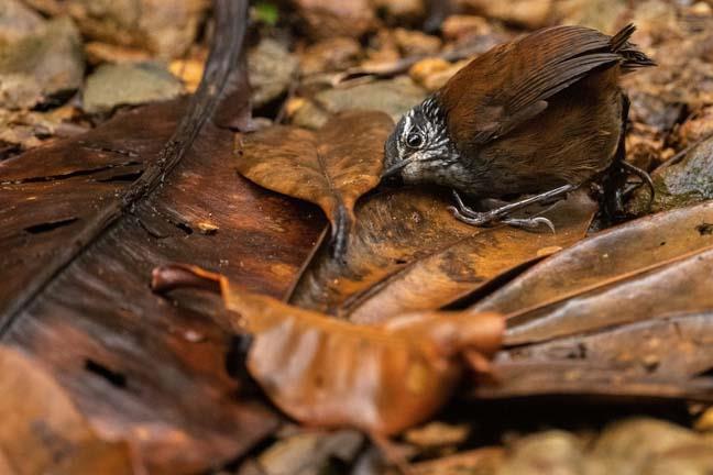 الحياة السرية لطيور كولومبيا للمصور نيك كاناكيس