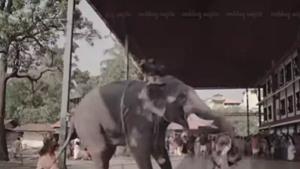 هجوم فيل غاضب على عروسين أثناء تصوير حفل زفافهما 