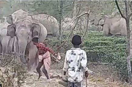  فيل يطارد صبيا بعد أن ضربه بعصا