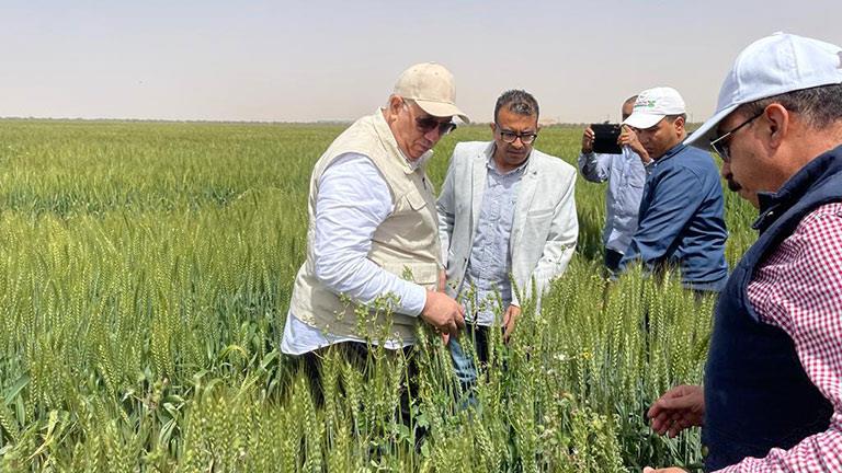 وزير الزراعة يتفقد زراعات القمح 