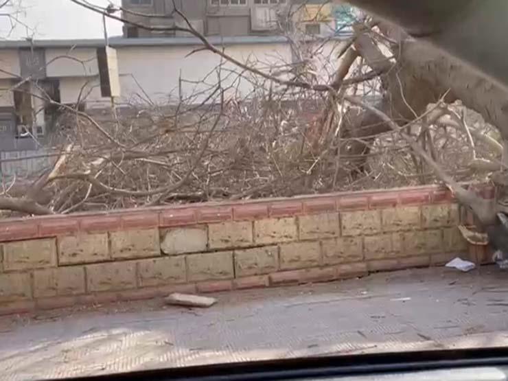 قطع الأشجار بشارع أحمد عرابي