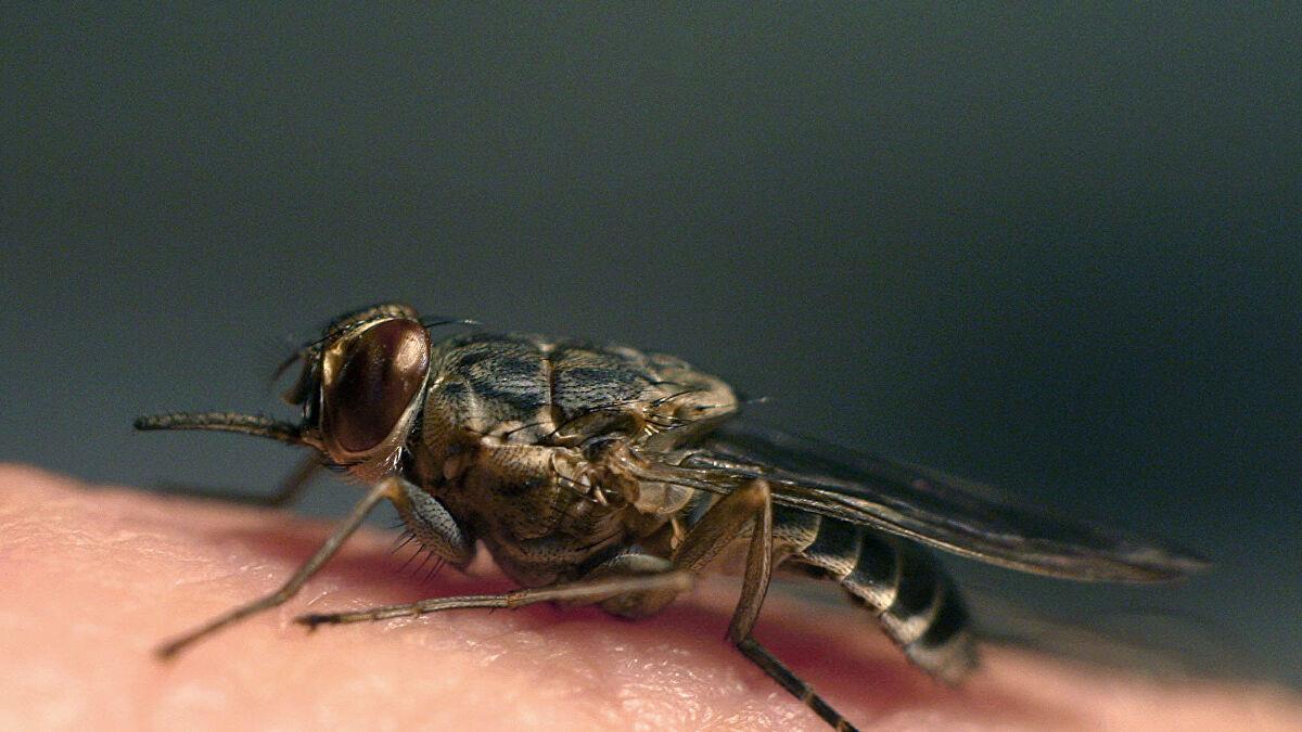 سلي صيامك.. لماذا يترك الناموس كل أنحاء الغرفة و"يزن" بجوار | مصراوى