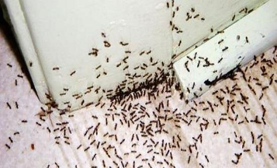 يمكنك استخدام الملح عن طريق رشه في الأركان للتخلص من النمل
