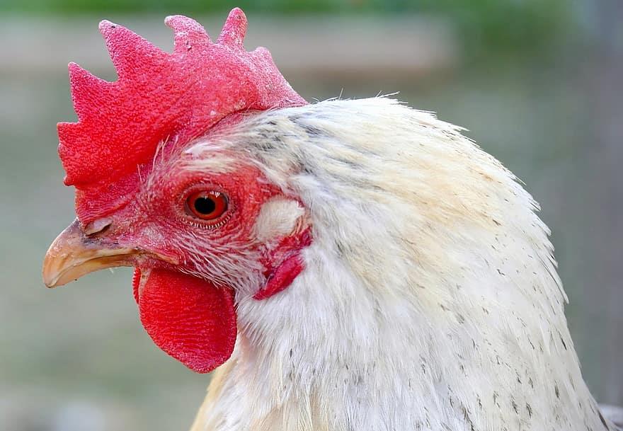  رأس الدجاجة، يمكن أن تتراكم بعض المواد الخطرة على صحة الإنسان