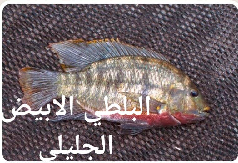 طرق التفرقة بين سمك البلطي النيلي والمزارع