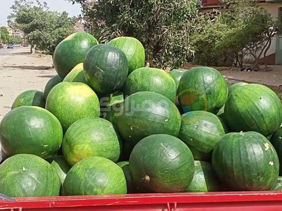 كيف تختار البطيخ على طريقة التجار في كفر الشيخ