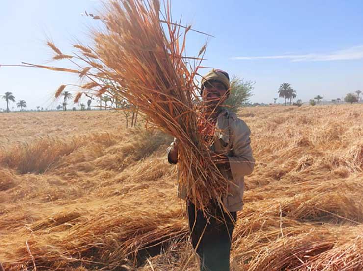فرحة المزارعين خلال حصاد القمح في أسيوط