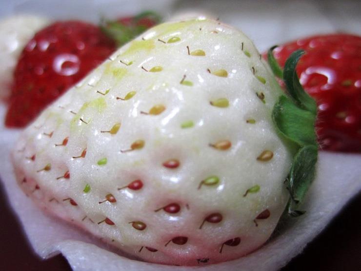 فراولة بيضاء
