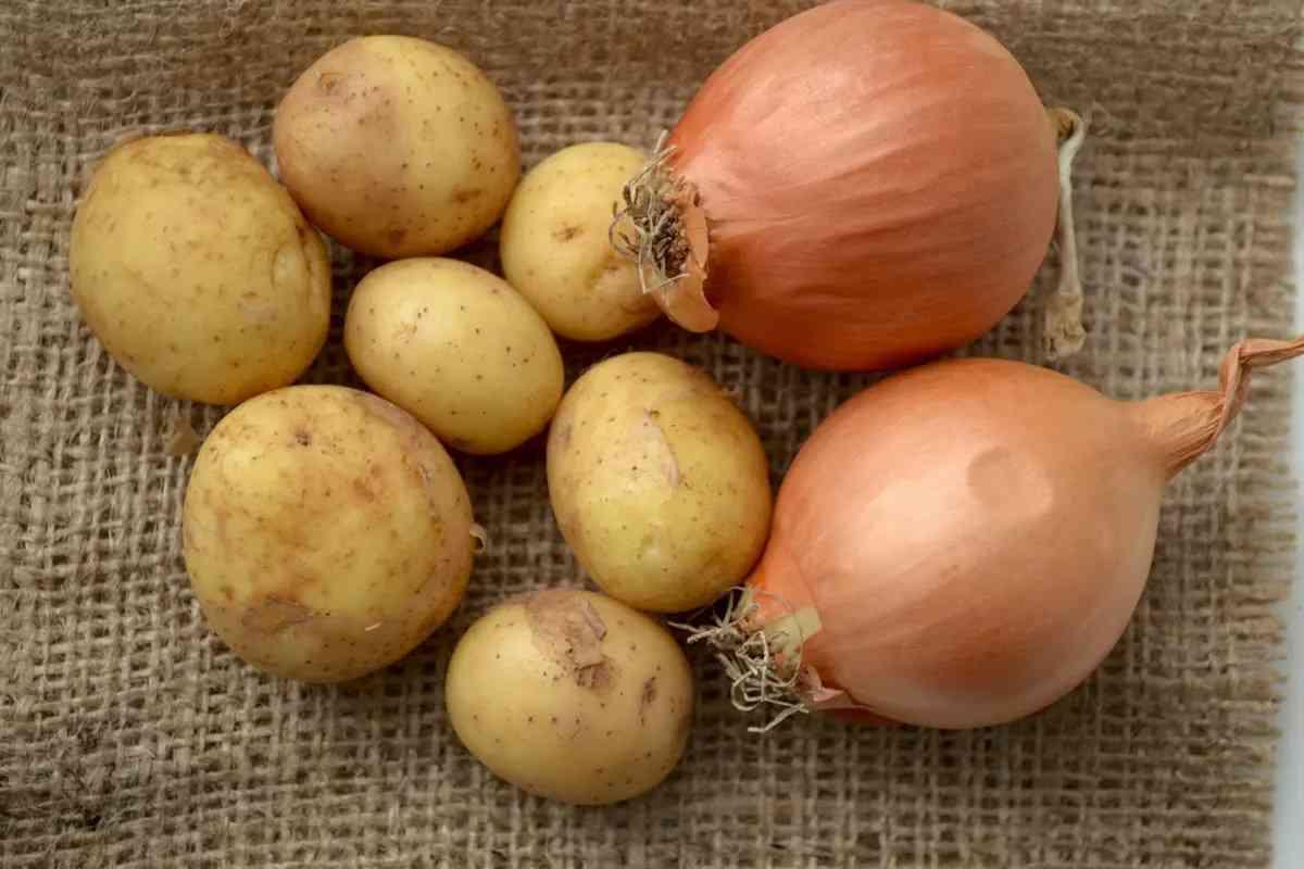 البصل والبطاطس