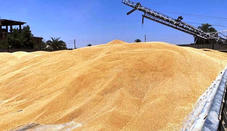 مدير مشروع "مستقبل مصر": القمح المصري من أفضل الأنواع عالميًا مدير مشروع "مستقبل مصر": القمح المصري من أفضل الأنواع عالميًا