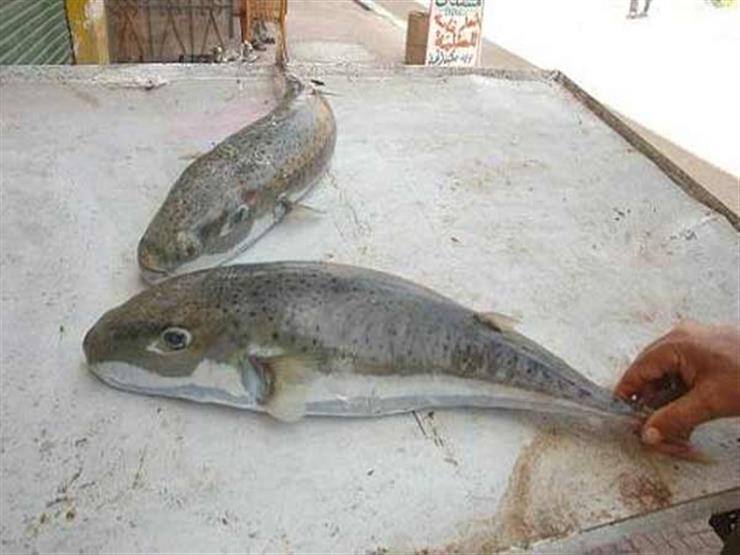 سمكة الارنب5