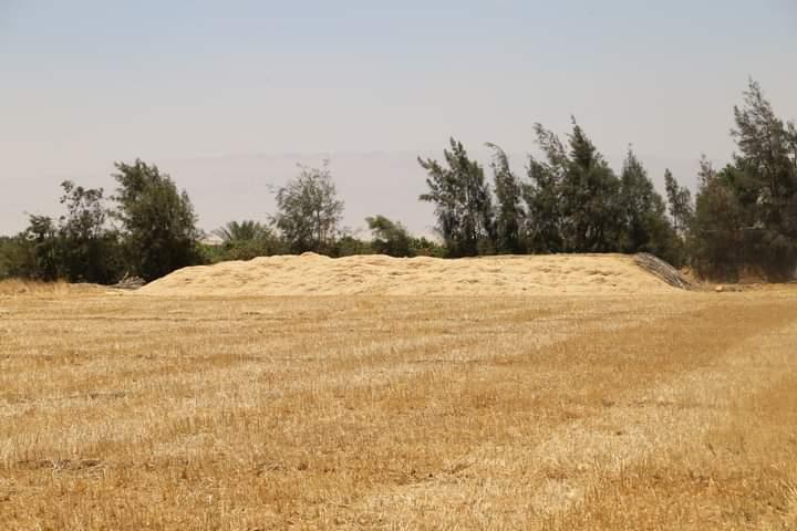 القمح سلاح دبلوماسي في قلب أزمة الغذاء القمح سلاح دبلوماسي في قلب أزمة الغذاء
