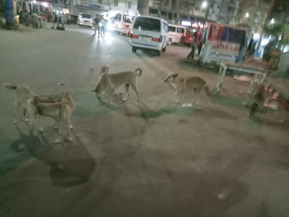 حملة لمطاردة الكلاب الضالة بالإسكندرية (1)