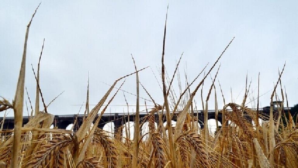 تمديد اتفاقية تصدير الحبوب الأوكرانية وتصريحات متضاربة بشأن المُدّة